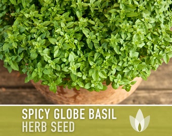 Spicy Globe Basil Seeds - Dwarf Basil, Greek Basil, Heirloom Seeds, Medicinal Herb, Aromatherapy, Culinary Herb, Open Pollinated, Non-GMO