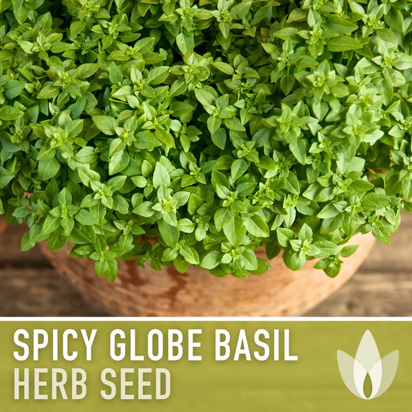 Spicy Globe Basil Seeds - Dwarf Basil, Greek Basil, Heirloom Seeds, Medicinal Herb, Aromatherapy, Culinary Herb, Open Pollinated, Non-GMO