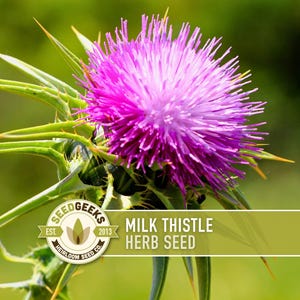 Milk Thistle Seeds for Planting - Etsy