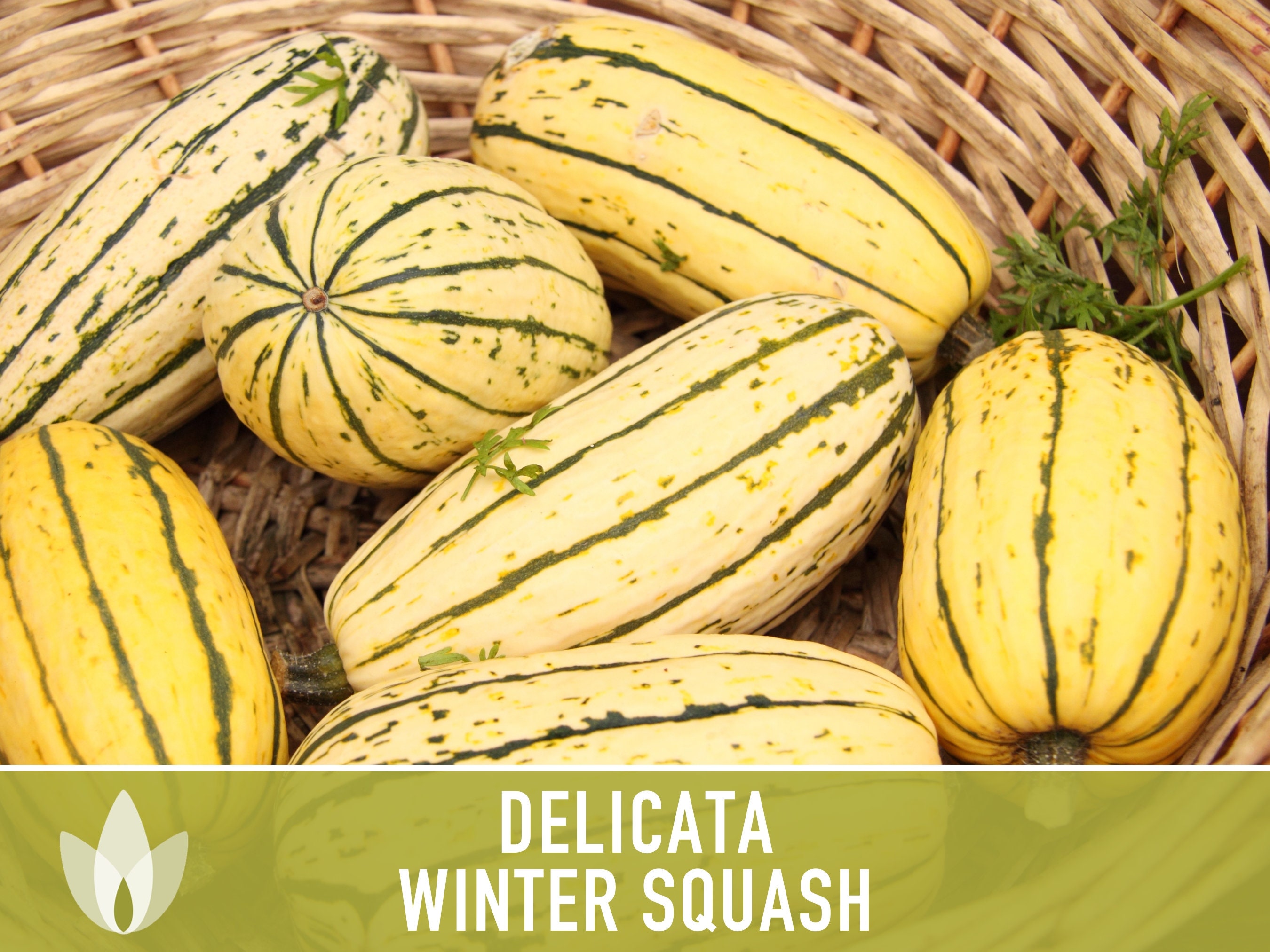 Delicata Squash Seeds - Heirloom, Non-GMO - Free Shipping - 2026 Growing Season
