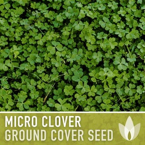 Micro Clover Seeds | 100,000+ Seeds 4 oz, Lawn Alternative, Drought Tolerant | Trifolium repens image 9