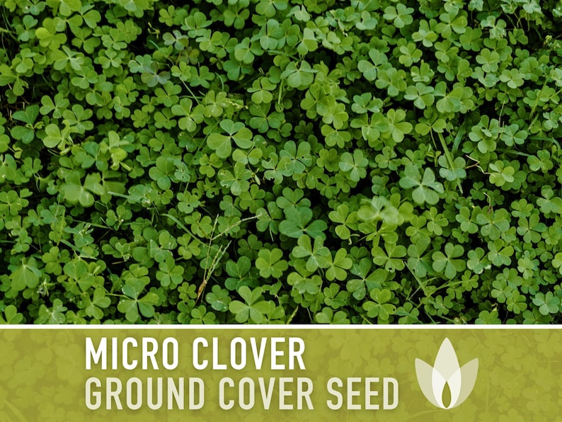 Micro Clover Seeds | 100,000+ Seeds 4 oz, Lawn Alternative, Drought Tolerant | Trifolium repens image 9