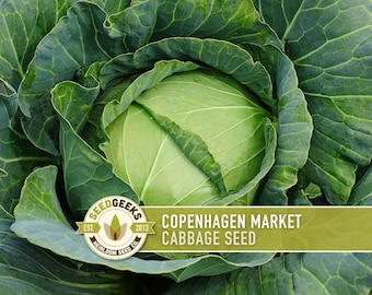 Copenhagen Market Cabbage Seeds – Heirloom, Non-GMO