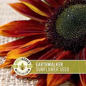 May include: Close-up of an Earthwalker sunflower seed head with deep red and yellow petals. The center is dark green with tiny seeds. The image includes the Seed Geeks logo and text: Earthwalker Sunflower Seed.