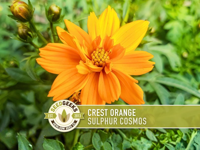 Crest Orange Sulphur Cosmos Seeds, Pollinator Friendly, Non-GMO image 1