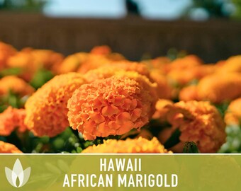 African Marigold, Hawaii Seeds - 200 Heirloom Flower Seeds