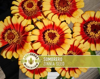 Sombrero Zinnia Seed | 100+ Seeds, Bicolor Blooms, Heirloom, Cut Flowers, Pollinator Attractant, Zinnia elegans