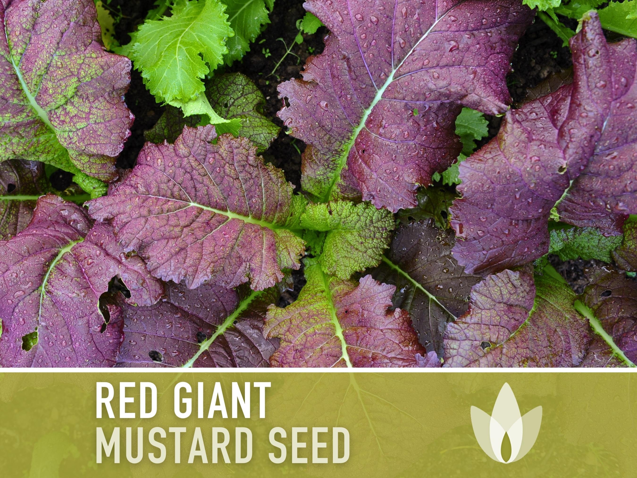 Red Giant Mustard Greens Heirloom Seeds