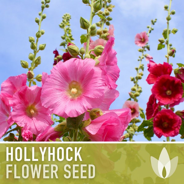 Hollyhock Seeds - Heirloom Seeds, Pink, Yellow, White, Red Flowers, Biennial, Pollinator Friendly, Open Pollinated, Non-GMO