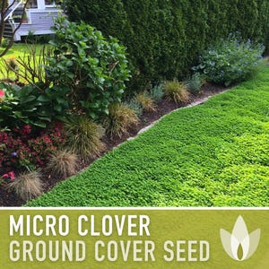 Micro Clover Seeds | 100,000+ Seeds 4 oz, Lawn Alternative, Drought Tolerant | Trifolium repens image 10