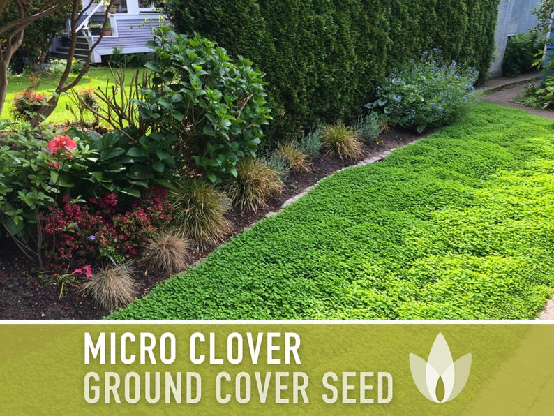 Micro Clover Seeds | 100,000+ Seeds 4 oz, Lawn Alternative, Drought Tolerant | Trifolium repens image 10