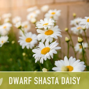 Dwarf Shasta Daisy Flower Seeds Heirloom, Tall Shasta, Edible Flowers, Cut Flowers, Dried Flowers, Container Garden, Cottage Garden image 5
