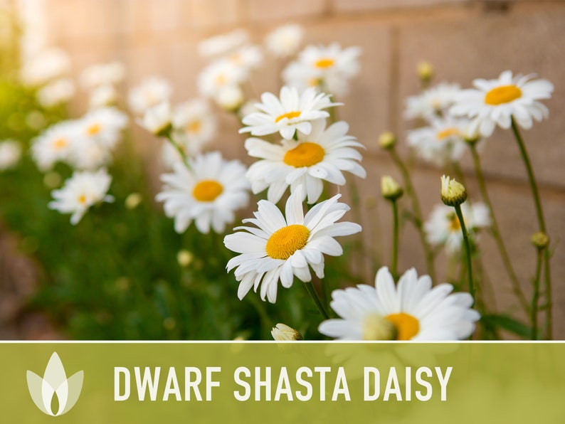 Dwarf Shasta Daisy Flower Seeds Heirloom Perennial Edible Etsy