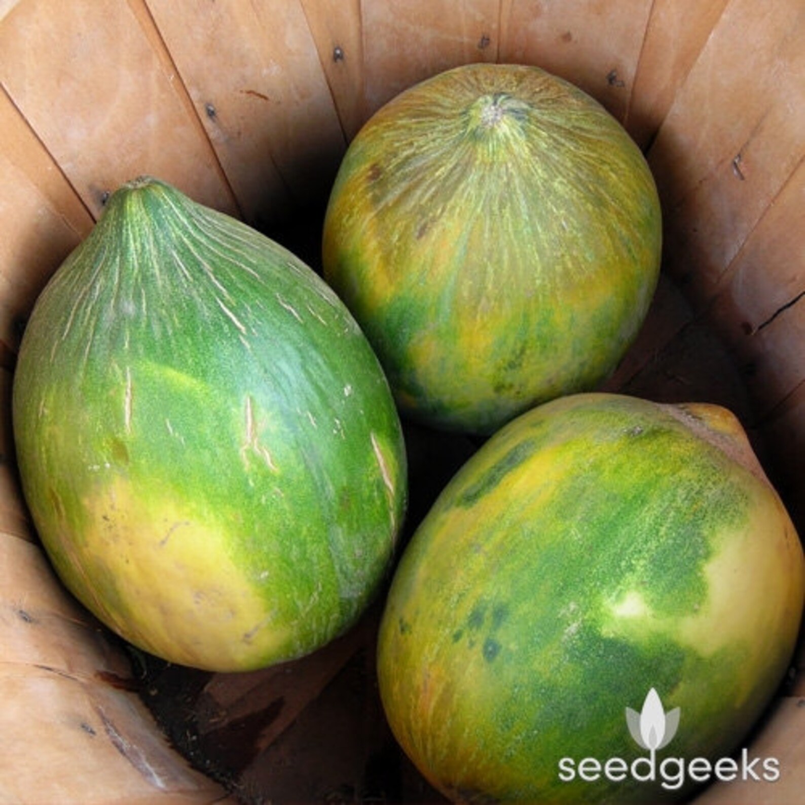 Crenshaw Melon Heirloom Seeds Muskmelon Sweet Large Etsy
