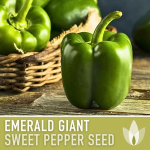 May include: Close-up of a large, bright green bell pepper. The pepper is sitting on a wooden surface. The text "EMERALD GIANT SWEET PEPPER SEED" is displayed on a green background.