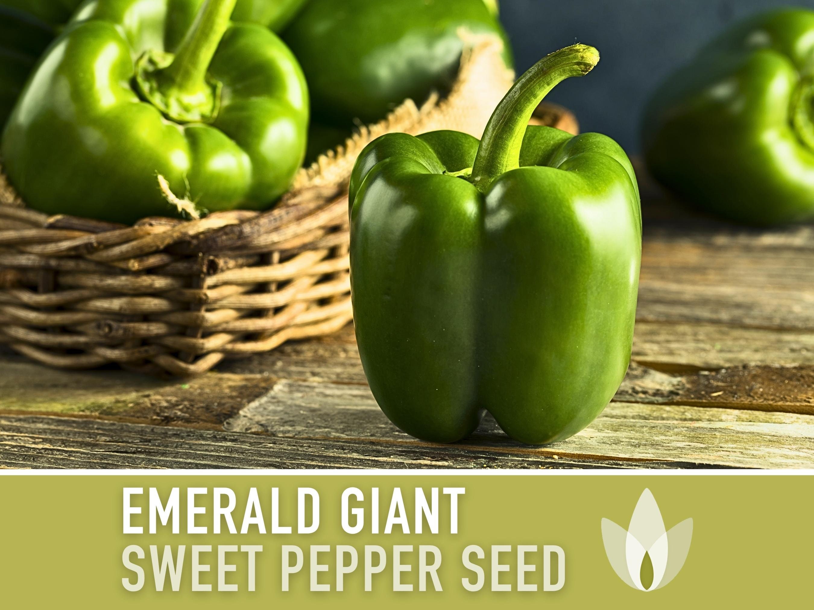 Green Pepper (100+ Seeds) - Florida Seed & Garden