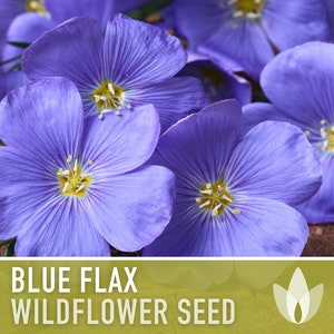 Blue Flax Wildflower Heirloom Seeds - Prairie Flowers, Lewis Flower, Perennial Wildflower, Open Pollinated