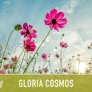 Cosmos, Gloria Heirloom Flower Seeds - Cut Flowers, Butterfly Garden, Pollinator Friendly, Non-GMO image 7
