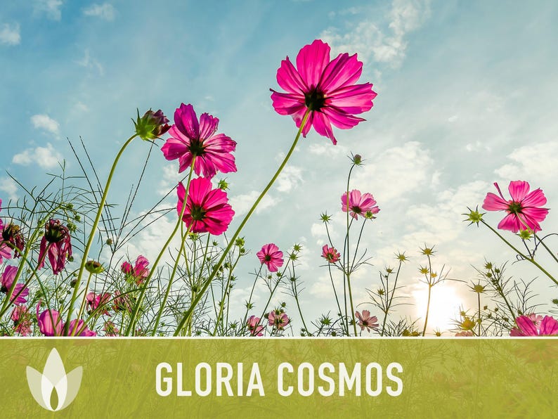 Cosmos, Gloria Heirloom Flower Seeds - Cut Flowers, Butterfly Garden, Pollinator Friendly, Non-GMO image 7