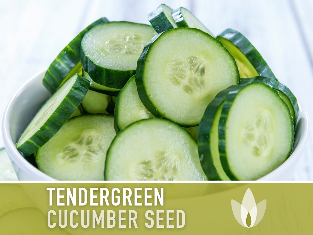 Tendergreen Burpless Cucumber Seeds Heirloom Seeds, Heavy Yield, Slicing Cucumber, Pickling