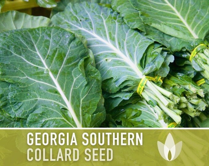 Carolina Yellow Cabbage Collard Seeds - 50 Seeds - Etsy