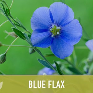 Blue Flax Wildflower Heirloom Seeds, Flower Seeds, Wildflower image 7