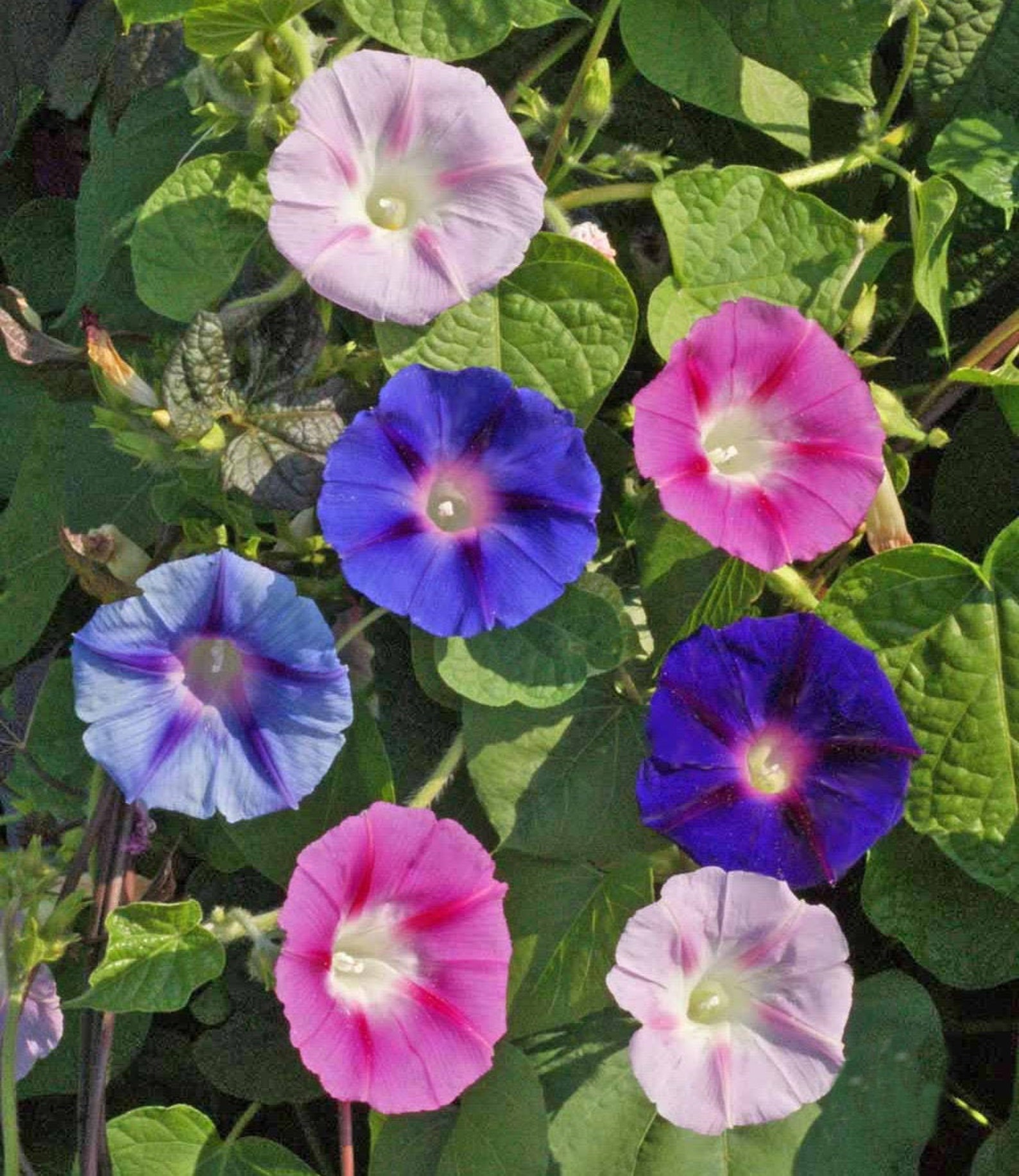 Виды ипомеи какие бывают. Ипомея микс. Ipomoea Tricolor семена. Ипомея Триколор семена. Ипомея Дакапо голубая