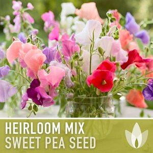 Heirloom Sweet Pea Flower Mix | 25+ Seeds, Cottage Garden, Fragrant Blooms, Lathyrus odoratus Bild 11