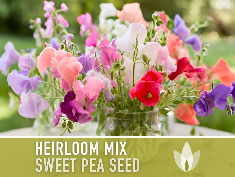 Heirloom Sweet Pea Flower Mix | 25+ Seeds, Cottage Garden, Fragrant Blooms, Lathyrus odoratus Bild 11