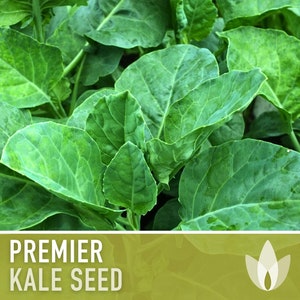 Premier Kale Heirloom Seeds