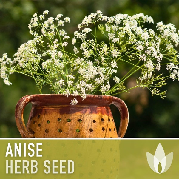 Anise Herb Seeds - Heirloom Seeds, Culinary & Medicinal Herb, Pollinator Garden, Licorice Aroma, Pimpinella Anisum, Open Pollinated, Non-GMO