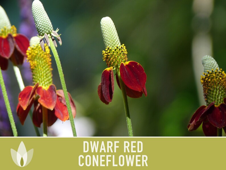 Dwarf Red Coneflower Heirloom Seeds Flower Seeds Medicinal Etsy