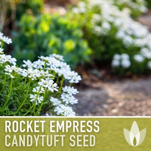 Rocket Empress Candytuft Flower Seeds Heirloom Seeds, Fragrant White Flower, Bouquet Flower, Iberis Amara, Open Pollinated, Non-GMO image 3