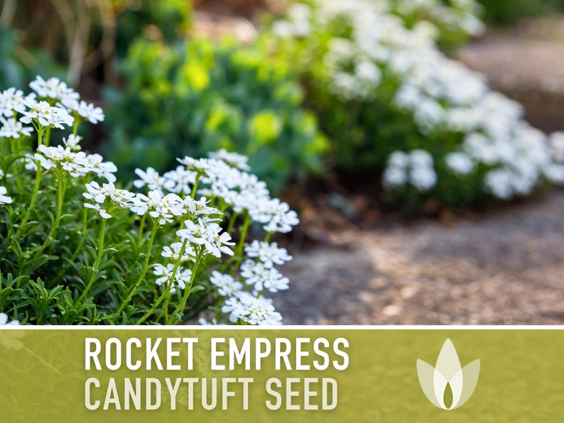 Rocket Empress Candytuft Flower Seeds Heirloom Seeds, Fragrant White Flower, Bouquet Flower, Iberis Amara, Open Pollinated, Non-GMO image 3