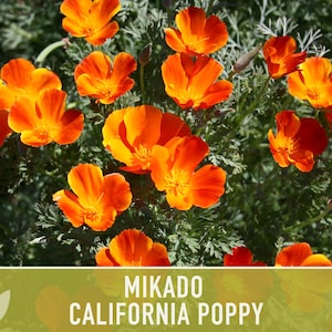 Mikado California Poppy Heirloom Seeds Flower Seeds, Cool Weather Seeds, Flowers, Flower Mix, California image 7