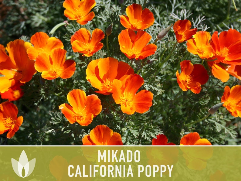 Mikado California Poppy Heirloom Seeds Flower Seeds, Cool Weather Seeds, Flowers, Flower Mix, California image 7