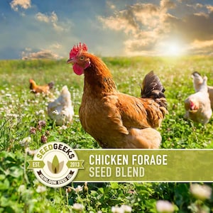 Chicken Forage Blend | 1oz Seeds, Omega 3, Non-GMO, Organic Food for Backyard Chickens, Heirloom image 1