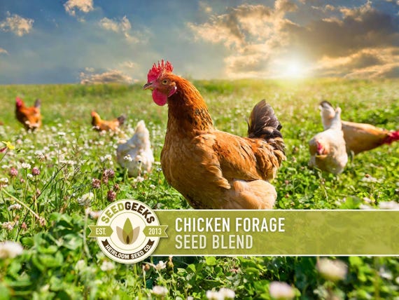 Chicken Forage Blend | 1oz Seeds, Omega 3, Non-GMO, Organic Food for Backyard Chickens, Heirloom
