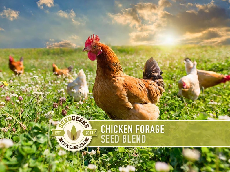 Chicken Forage Blend | 1oz Seeds, Omega 3, Non-GMO, Organic Food for Backyard Chickens, Heirloom image 1