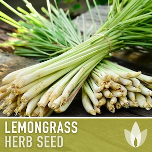 Lemongrass Herb Seeds - Culinary Herb, Medicinal Herb, Tropical Herb, Hydroponics, Heirloom, OP, Non-GMO