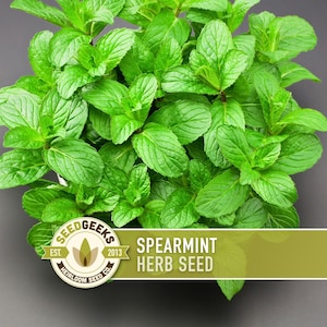 May include: Overhead view of a vibrant green spearmint plant. The plant has many leaves and is surrounded by a gray background. A logo with the text "SEED GEEKS" and "SPEARMINT HERB SEED" is visible.
