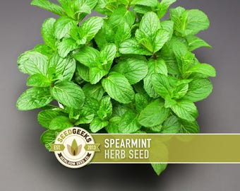 May include: Overhead view of a vibrant green spearmint plant. The plant has many leaves and is surrounded by a gray background. A logo with the text "SEED GEEKS" and "SPEARMINT HERB SEED" is visible.