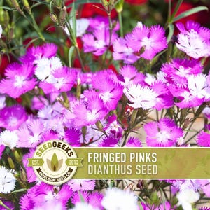 Fringed Pinks Dianthus Seeds – Fragrant Heirloom Flower, Pollinator Garden image 1