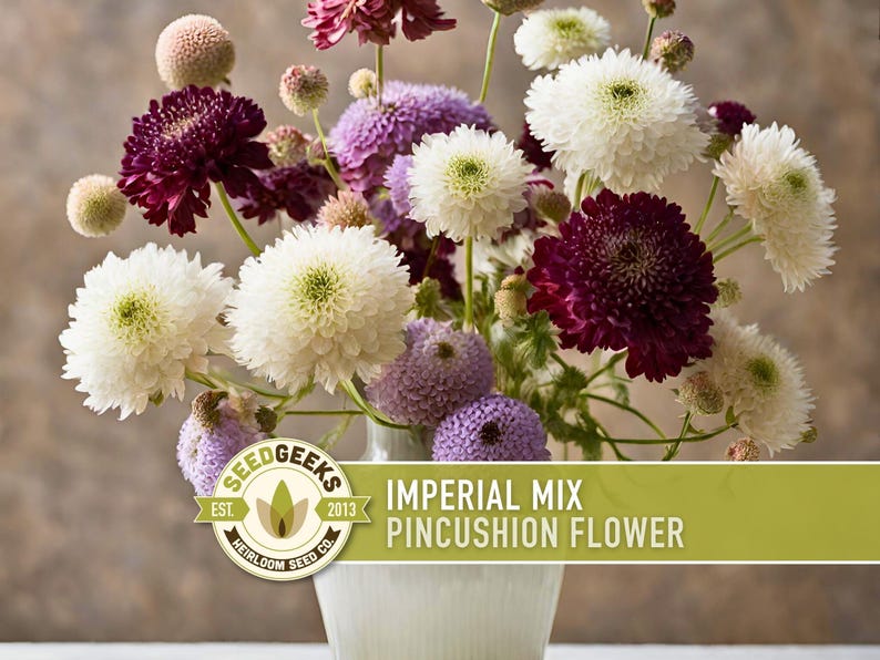 Imperial Mix Pincushion Flower Seeds, Double Blooms, Pollinator Garden image 1