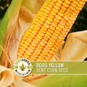 May include: Close-up of a ripe ear of Reid's Yellow Dent corn, showcasing bright yellow kernels. The corn is partially encased in tan husks and green leaves. The image includes the text "REIDS YELLOW DENT CORN SEED".
