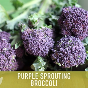 Purple Sprouting Broccoli Seeds Heirloom, Organic, Non-GMO image 8