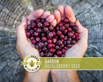 Garden Huckleberry Seeds - Heirloom, Non-GMO | 20+ Seeds