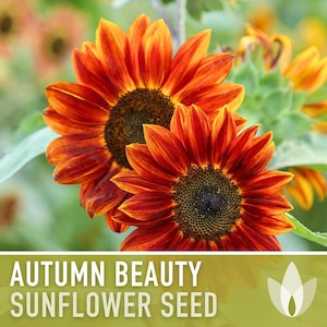 Autumn Beauty Sunflower Seeds -  Heirloom Seeds, Seed Packets, Flower Seeds, Sunflower, Non GMO, Open Pollinated
