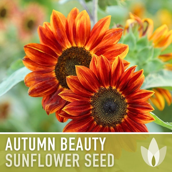 Autumn Beauty Sunflower Seeds -  Heirloom Seeds, Seed Packets, Flower Seeds, Sunflower, Non GMO, Open Pollinated