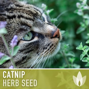 Catnip Herb Heirloom Seeds - Non GMO, Cat Grass, Open Pollinated, Pet Friendly